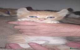 Sphynx cats for sale: Sphynx varient x ragdoll elf ears - Image 7