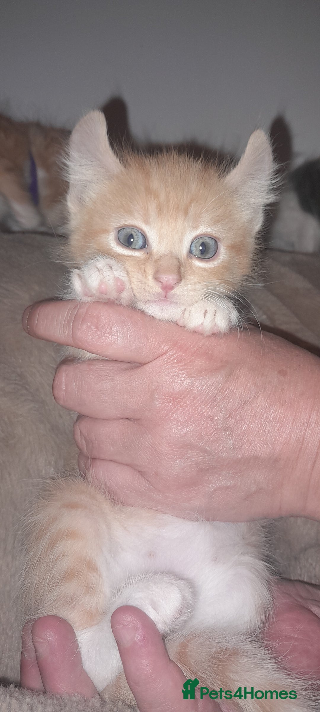 Sphynx cats for sale: Sphynx varient x ragdoll elf ears - Image 7