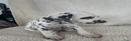 Dalmatian dogs for sale: Dalmatian Puppies  - Advert 10