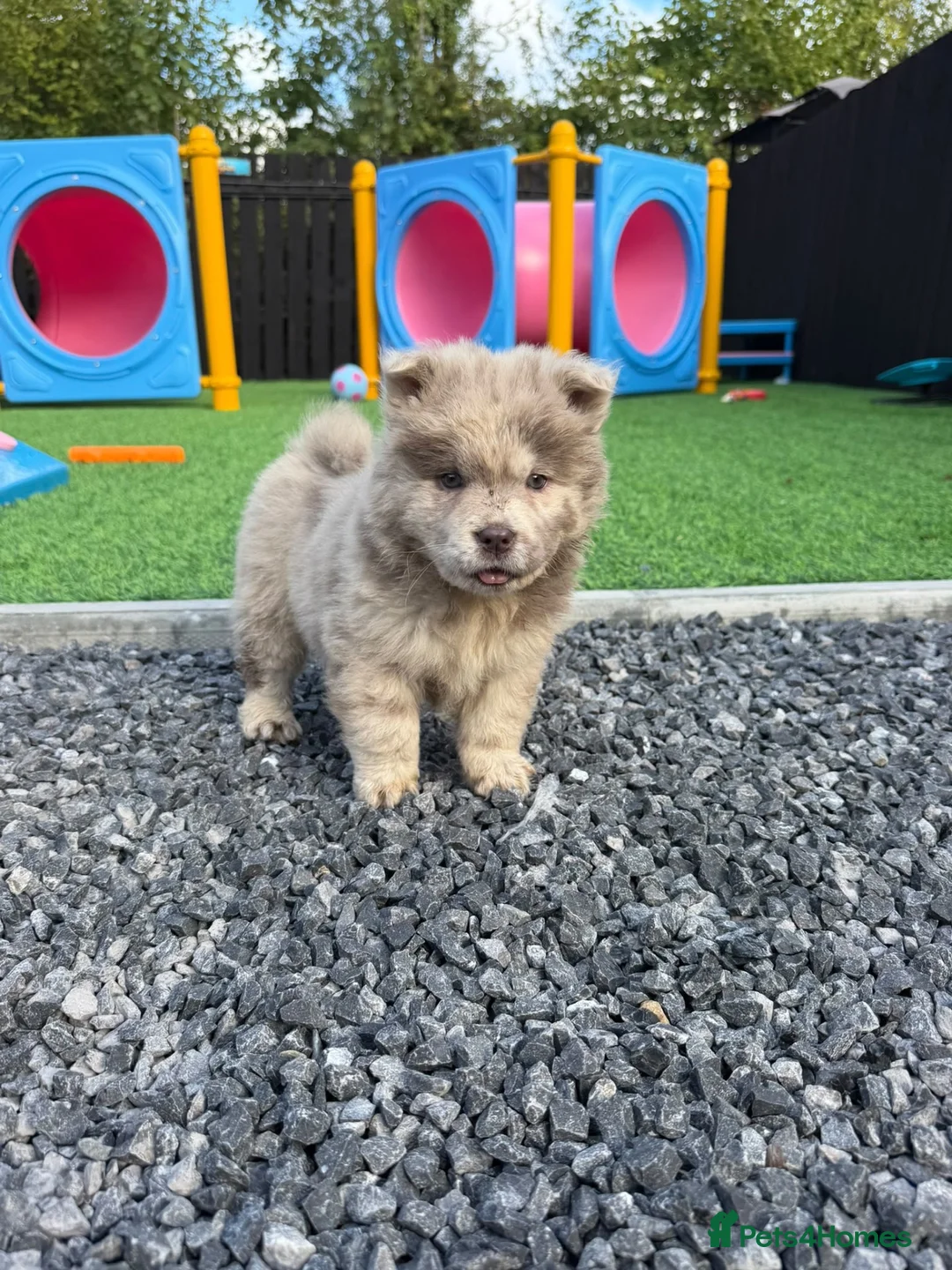 Chow Chow dogs for sale: Genuine exotic colour chowski puppies for sale - Advert 2