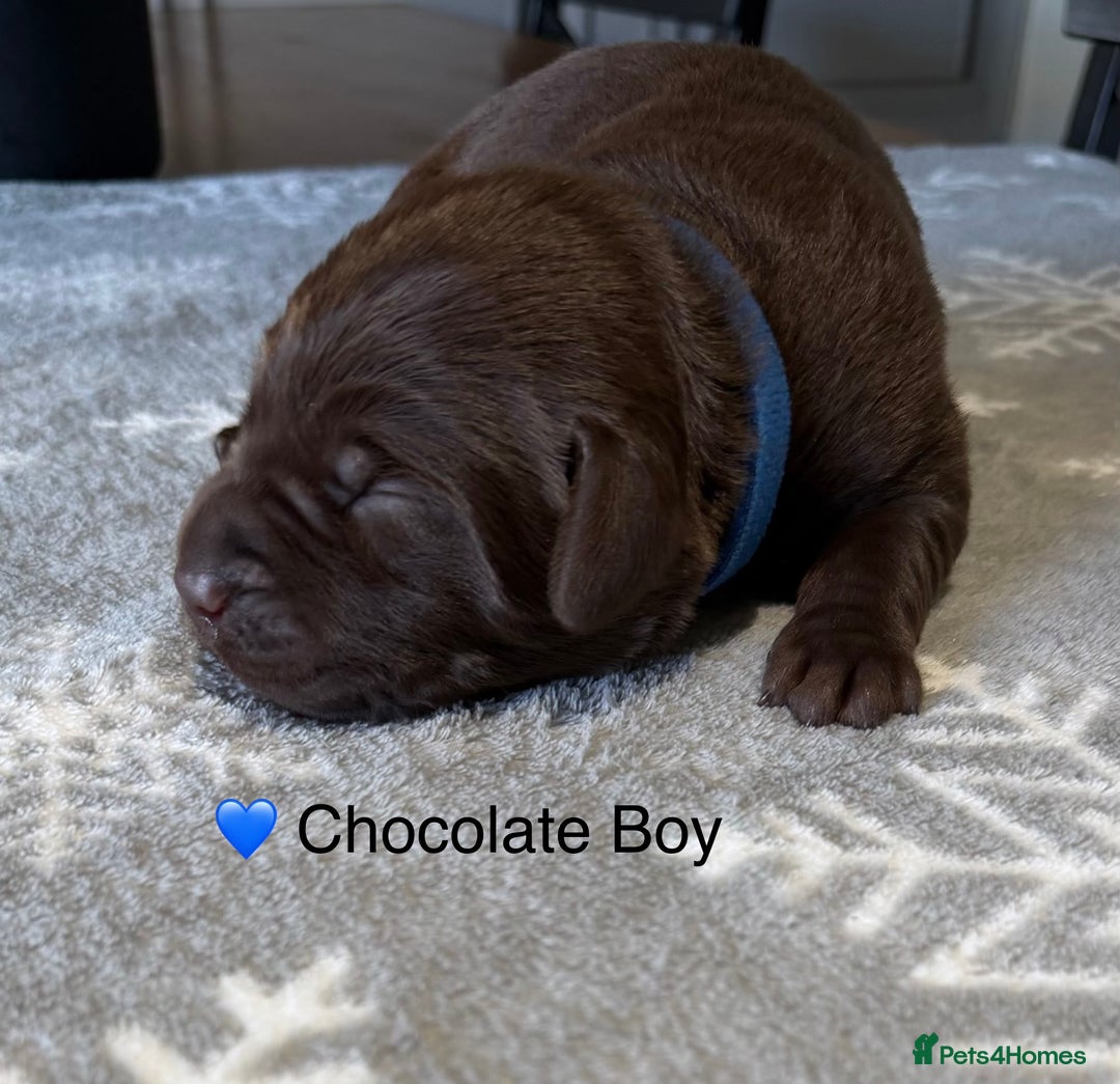 Labrador Retriever dogs for sale: Stunning Chocolate and Black Labrador pups - Advert 13
