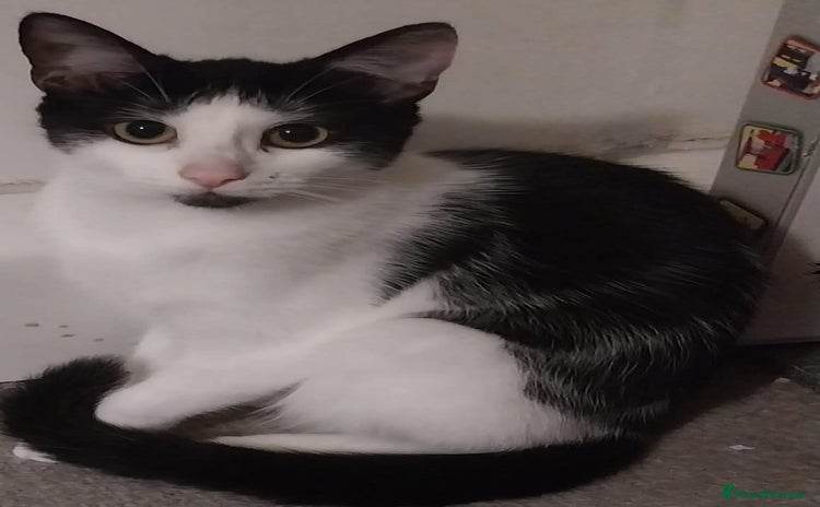 British Shorthair cats 2 black and white kittens for sale - Advert 1