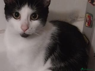 British Shorthair cats 2 black and white kittens for sale - Advert 8