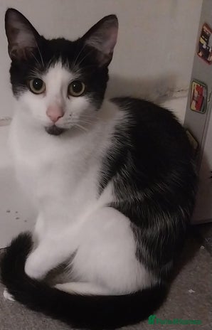 British Shorthair cats 2 black and white kittens for sale - Advert 1