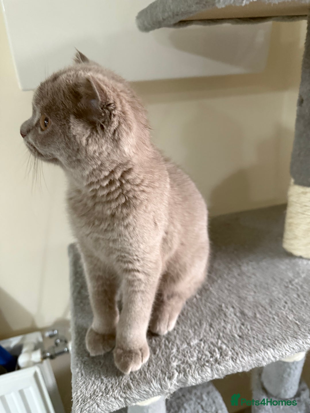 Scottish Fold cats for sale: Scottish Fold - Image 7
