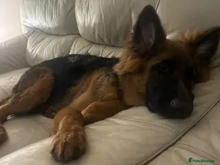 German Shepherd dogs 6 Month old GSD Puppy - Advert 7