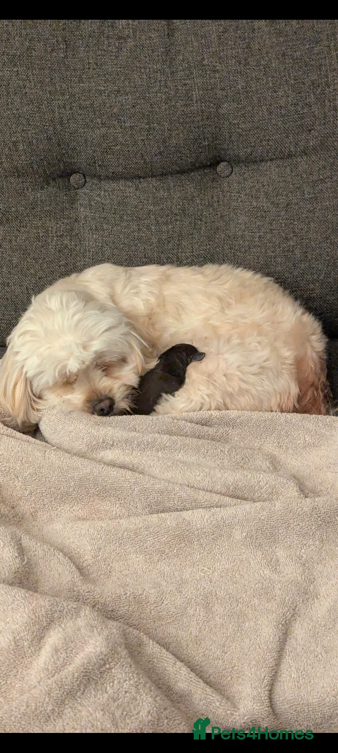 Shihpoo dogs for sale: Beautiful chocolate shihpoos  in Tyn-y-Gongl - Advert 3