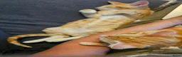 Mixed Breed cats for sale: Beautiful Oriental-Cross Kittens – 3 Boys & 1 Girl - Advert 12