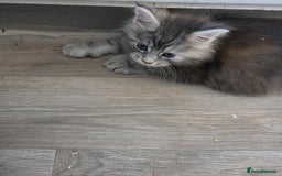 Maine Coon cats for sale: TICA REGISTERED STUNNING MAINE COON KITTENS  in Blackpool - Image 24