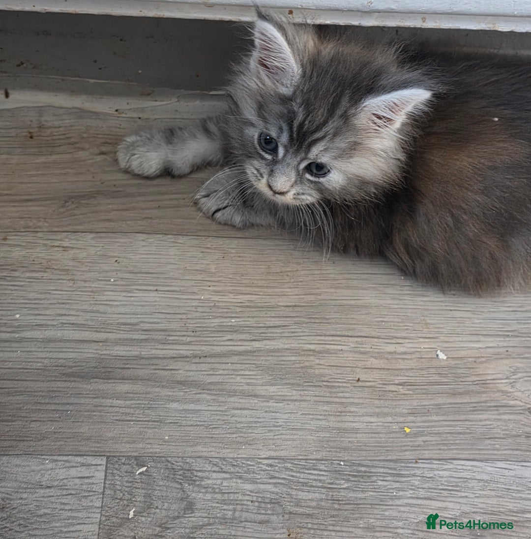 Maine Coon cats for sale: TICA REGISTERED STUNNING MAINE COON KITTENS  in Blackpool - Image 24