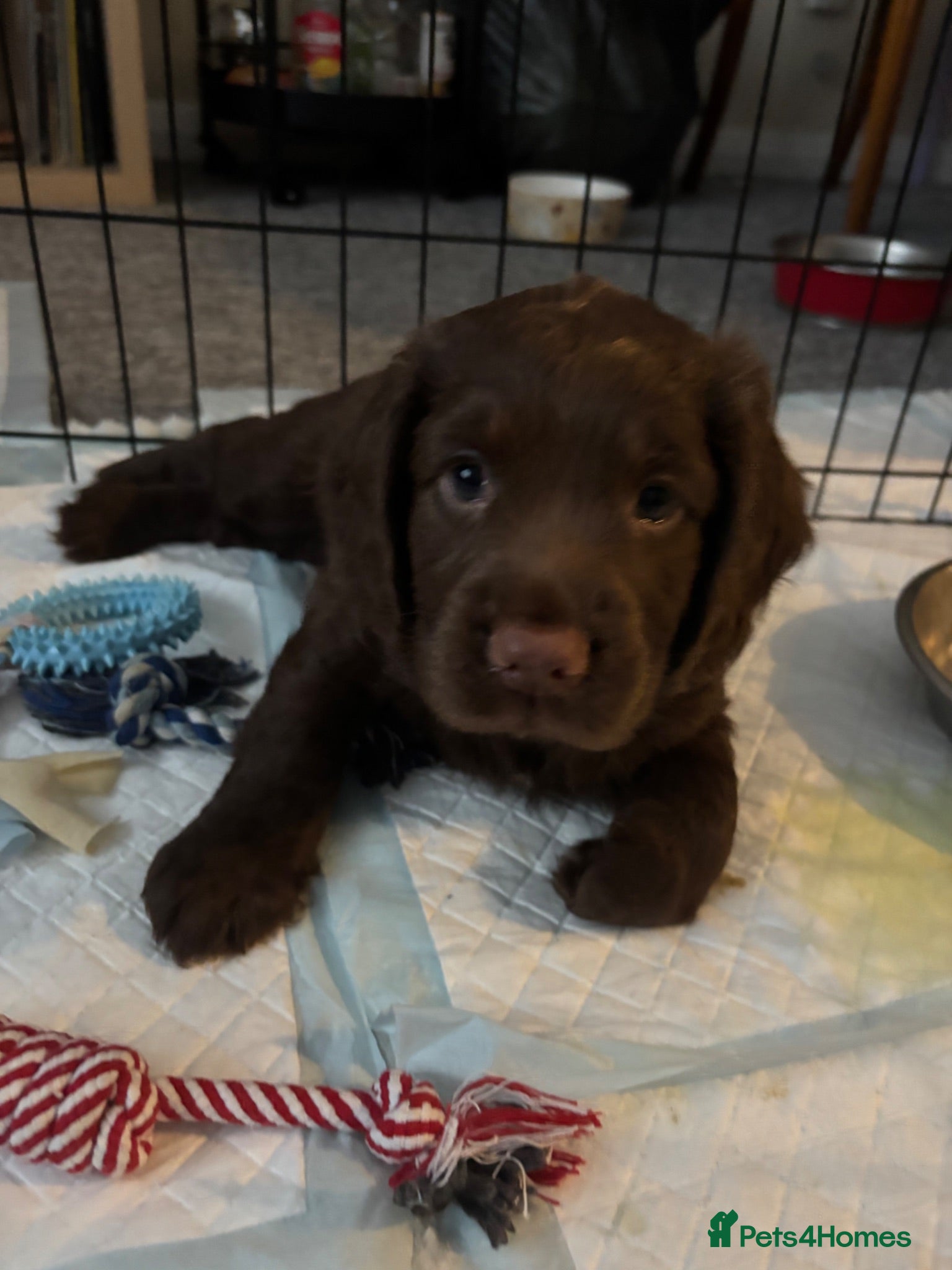 Cocker Spaniel dogs Gorgeous Cocker Spaniel puppy - Advert 12