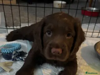 Cocker Spaniel dogs Gorgeous KC Reg Cocker Spaniel puppy - Advert 8