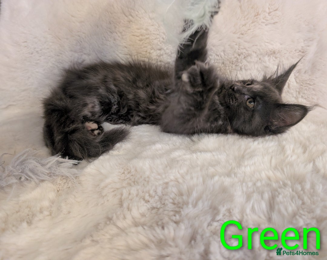Maine Coon cats for sale: ✨ Stunning Maine Coon Kittens Ready Now ✨ - Image 8