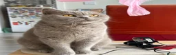 British Shorthair cats for sale: BSH girl  in Glasgow - Advert 1