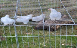 Chickens poultry for sale: Porcelain Pekin Bantams  - Image 2