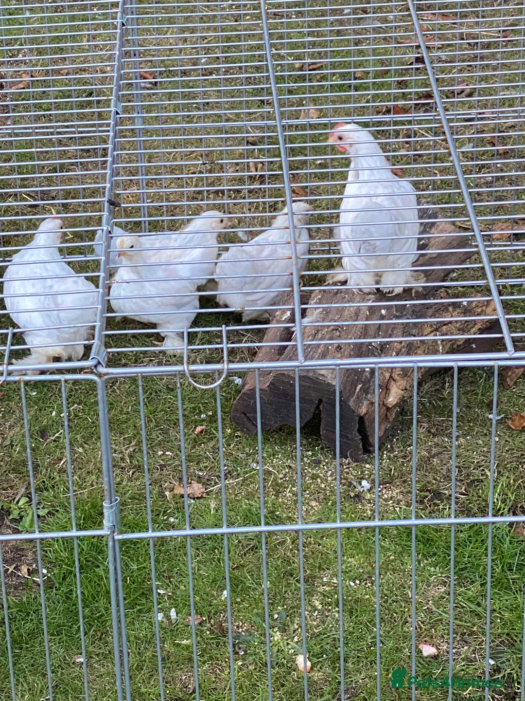 Chickens poultry for sale: Porcelain Pekin Bantams  - Image 2