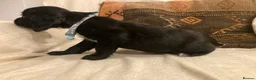 Sprocker dogs for sale: 8 beautiful healthy friendly little Sprocker pups - Advert 28