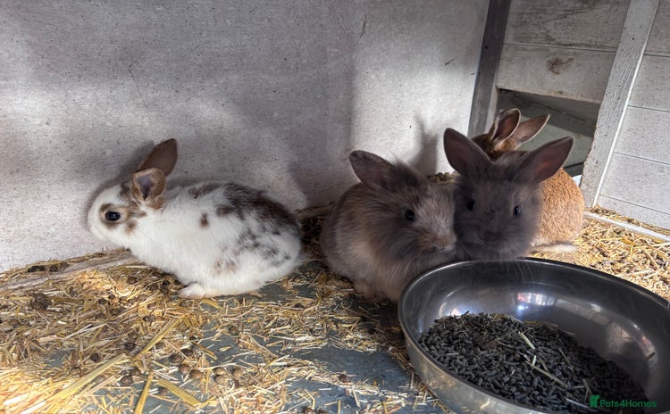 Mini Lion Lop rabbits for sale - Advert 1