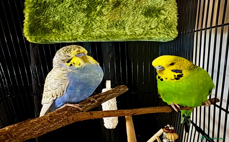 Budgerigars birds - Advert 1