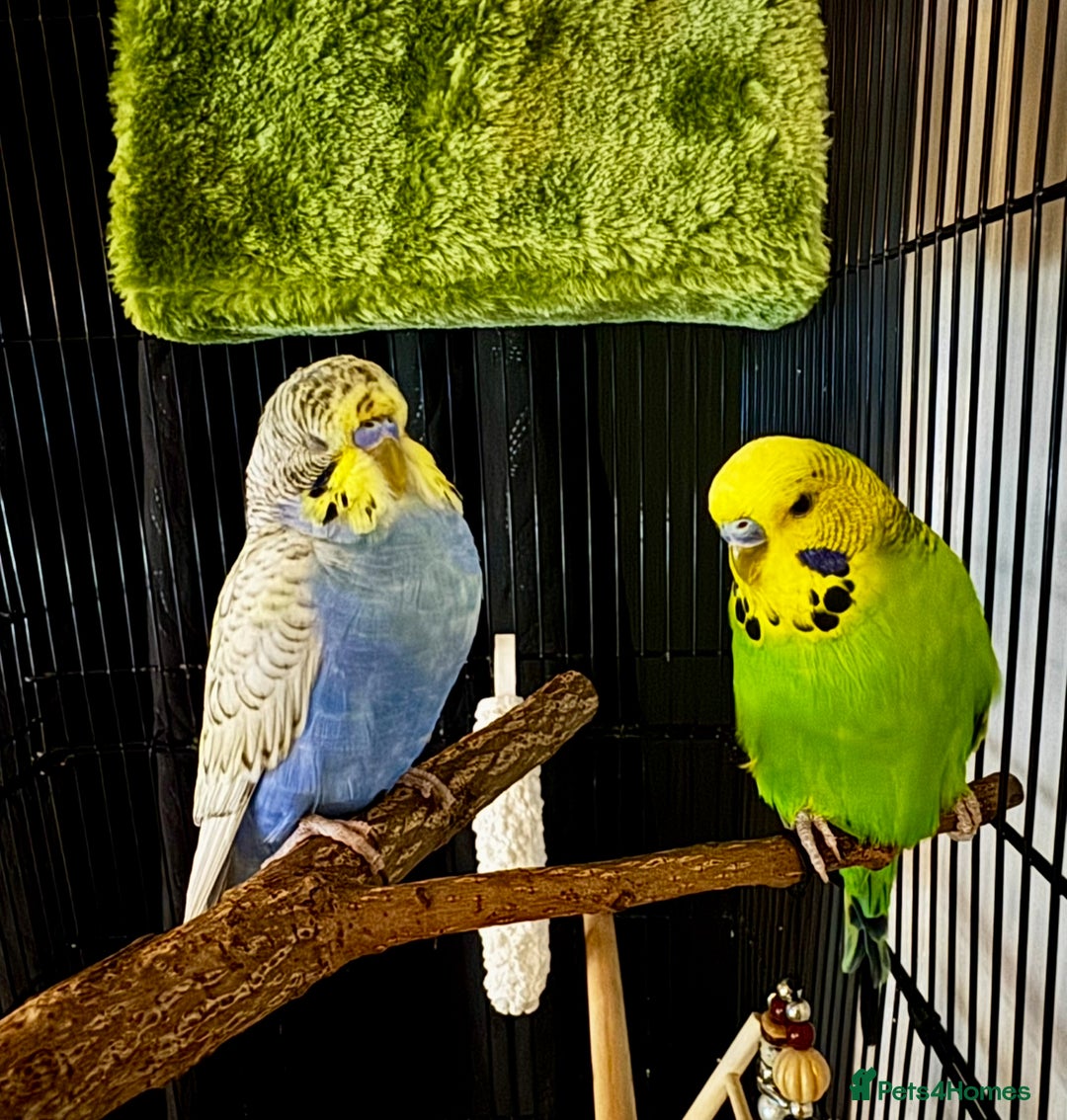 Budgerigars birds for sale: 2 male budgies with setup - Image 1