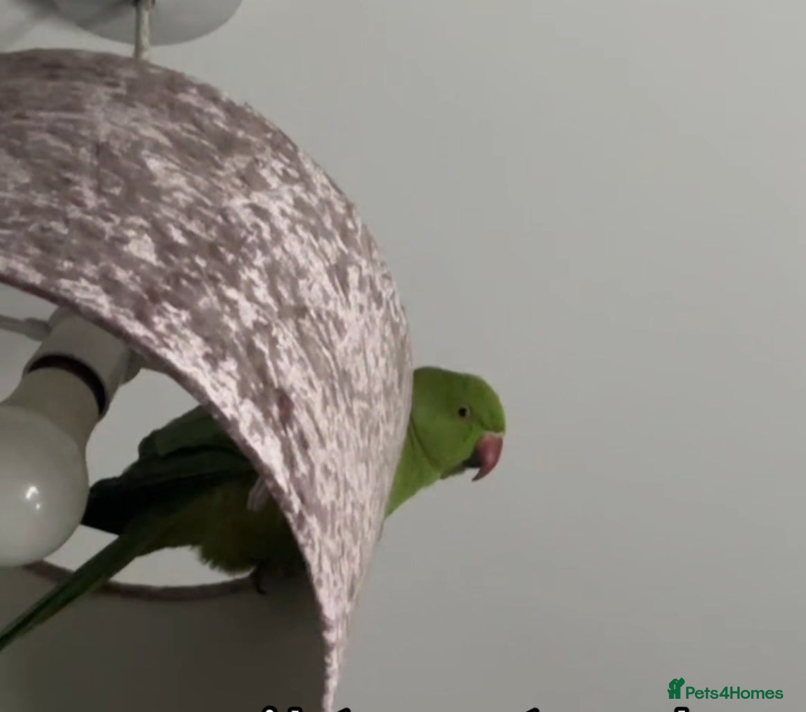 Ringnecks birds Selling untamed ringneck - Advert 1