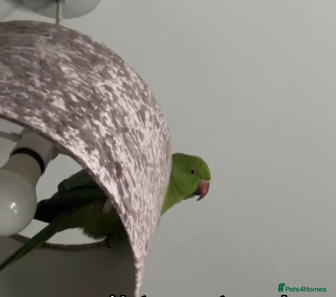 Ringnecks birds for sale: Selling untamed ringneck in Downham Market - Advert 1