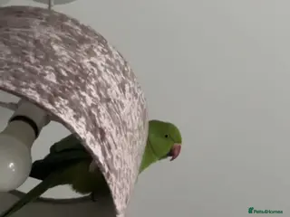 Ringnecks birds Selling untamed ringneck - Advert 1