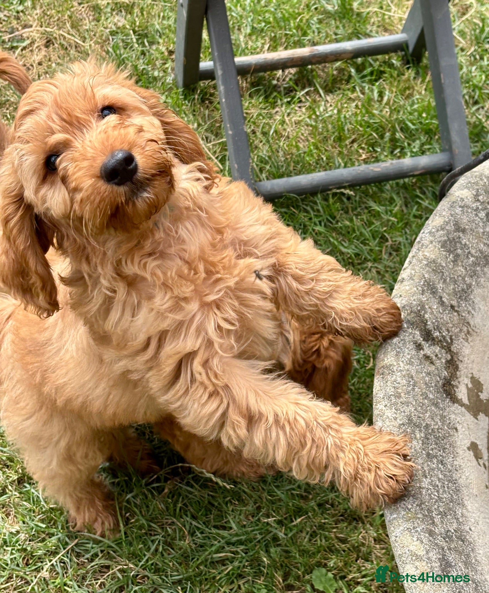 Cockapoo dogs ONLY 1  left!  F1  KC  FOX RED COCKAPOOS - Advert 4