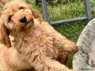 Cockapoo dogs ONLY 1 left! F1 KC FOX RED COCKAPOOS - Advert 4