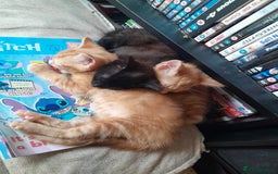 Mixed Breed cats for sale: 3 beautiful kittens - Image 6