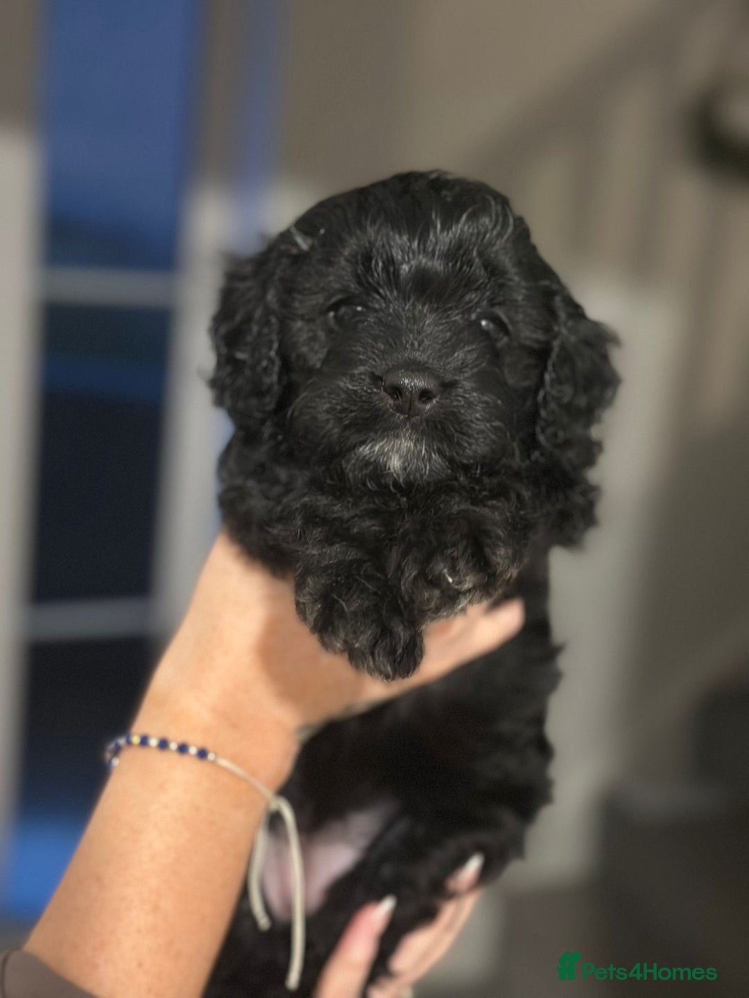 Cavapoo dogs for sale: BEAUTIFUL Toy Cavapoos! - Image 29