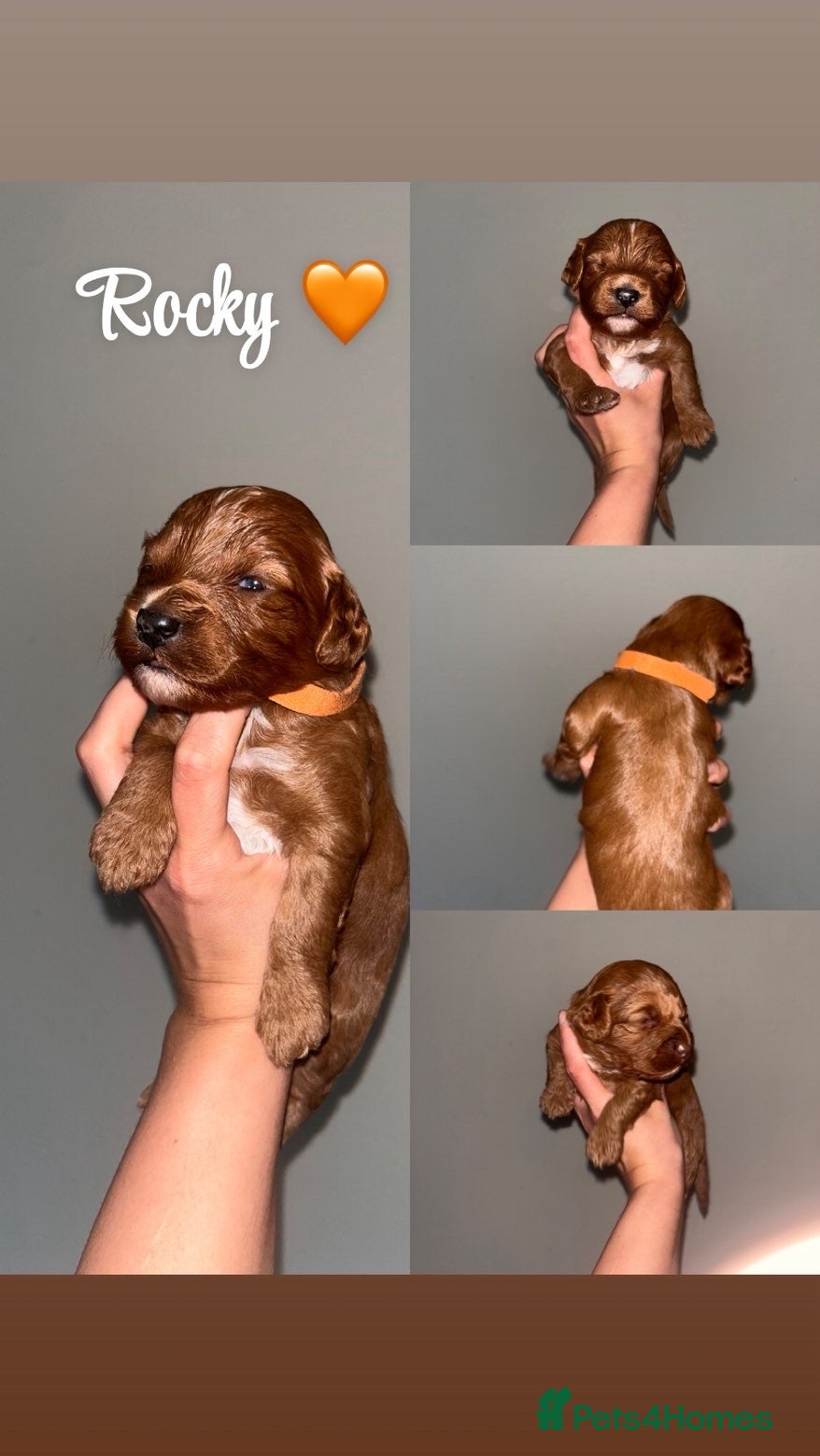 Cockapoo dogs Cockerpoo puppies  - Advert 2