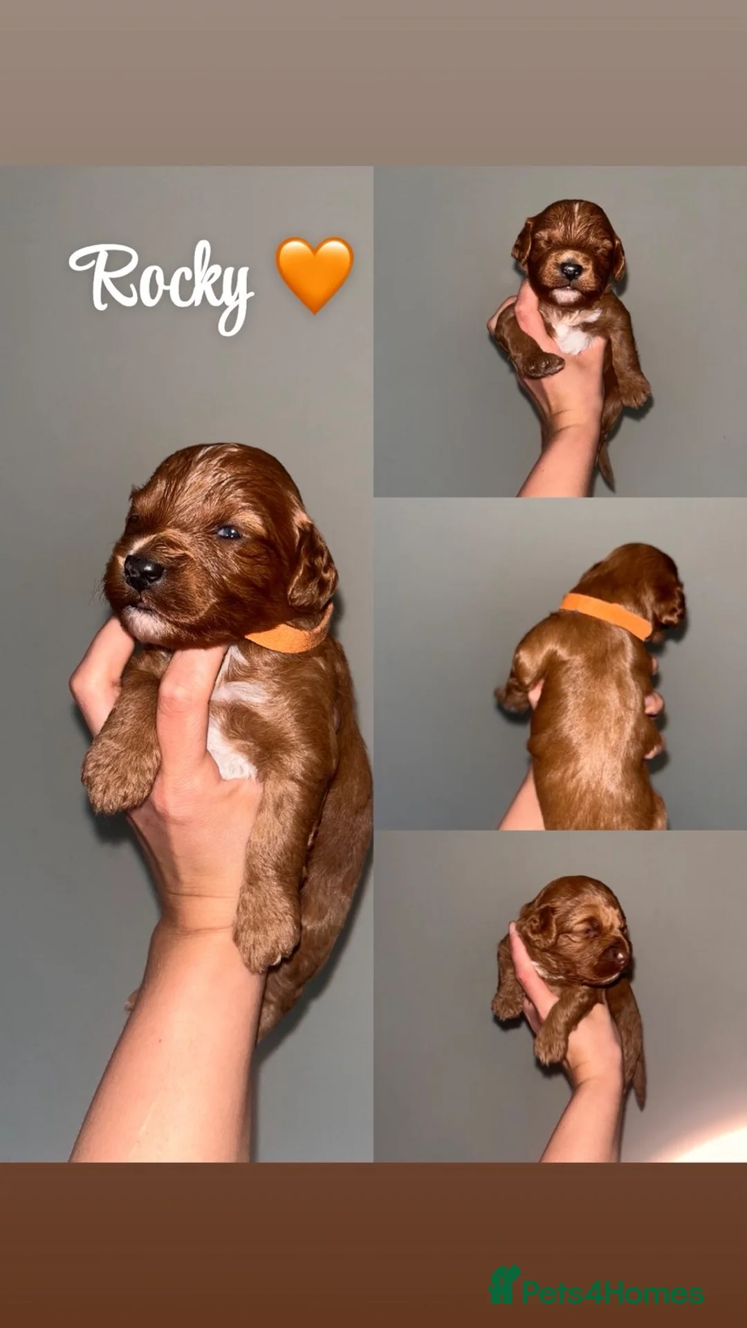 Cockapoo dogs for sale: Cockerpoo puppies  - Advert 1