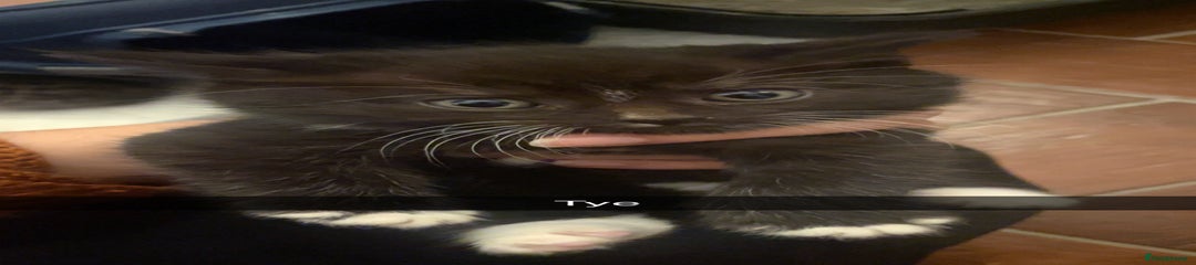 Mixed Breed Kitten 2