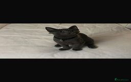 British Shorthair cats for sale: British  shorthair  - Image 3