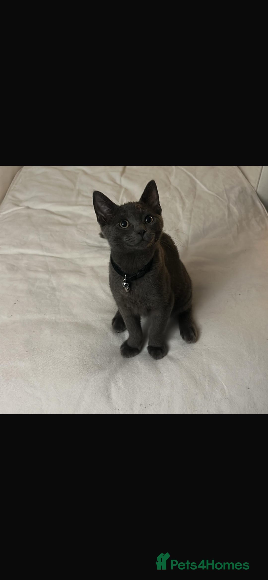 British Shorthair cats for sale: British  shorthair  - Image 3