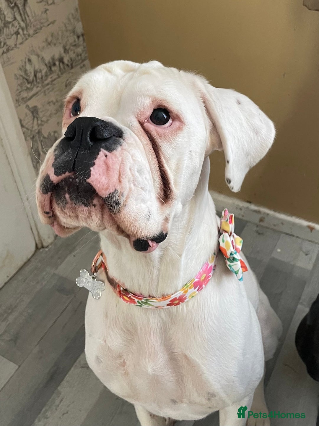 Boxer dogs for sale: Beautiful 2 year old girl boxer  - Image 3