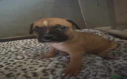 American Bull Staffy dogs for sale: American staffie puppies - Advert 13