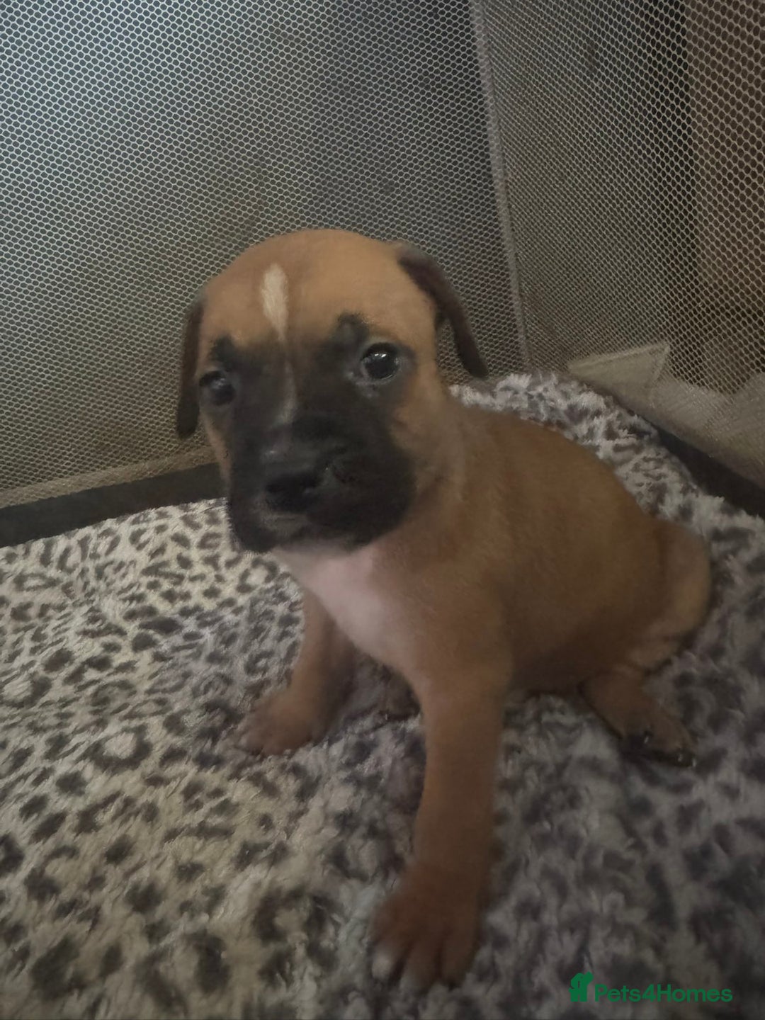 American Bull Staffy dogs for sale: American staffie puppies - Advert 13