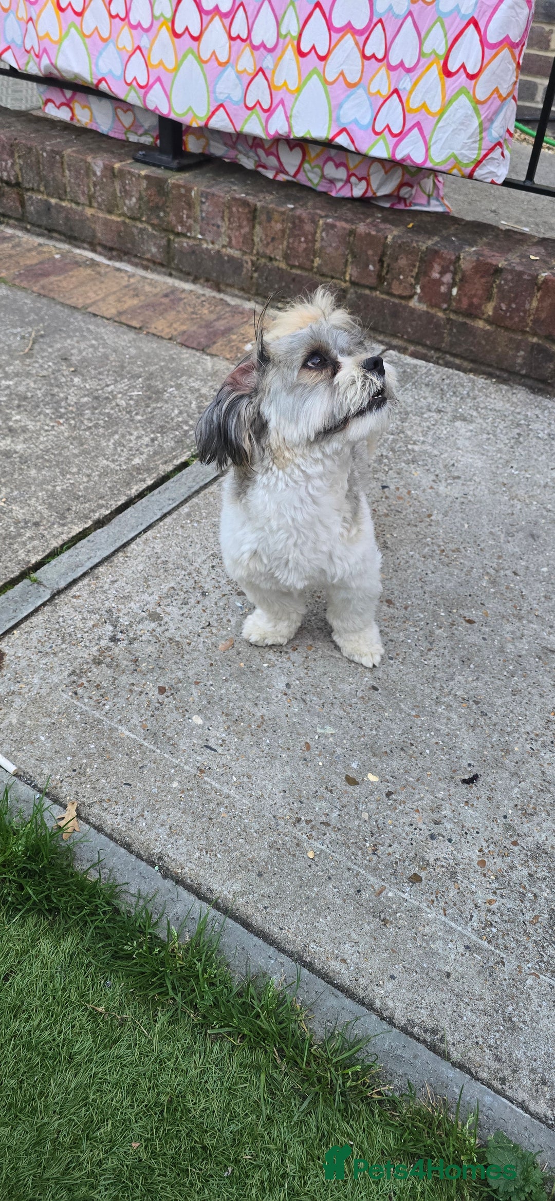 Shih Tzu dogs for sale: Doggy  - Image 5