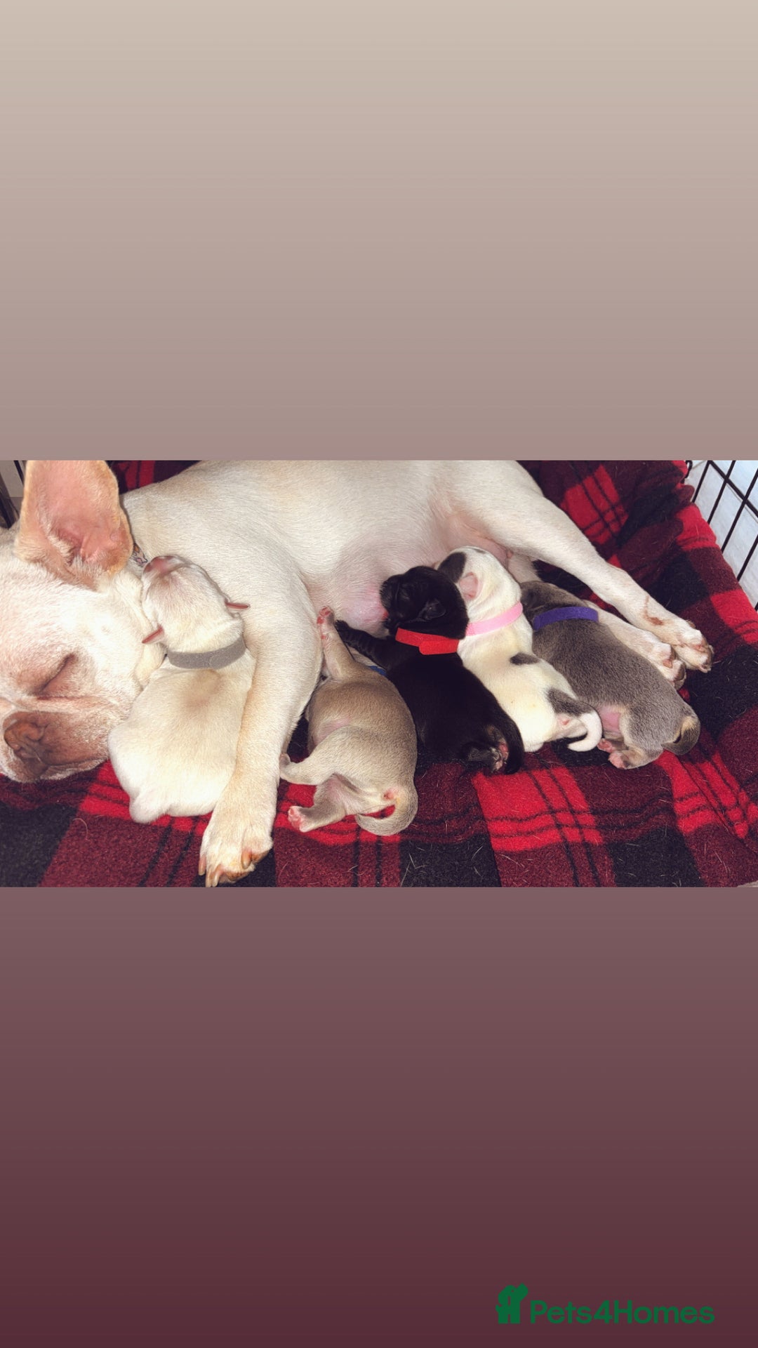 Mixed Breed dogs for sale: French bulldog mixed chihuahua  - Image 1