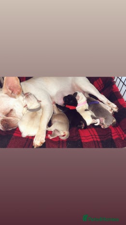 Mixed Breed dogs - Advert 1