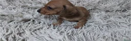 Miniature Dachshund dogs for sale: Mini Dachshund Puppies KC Ready start of March 🐾 - Advert 25