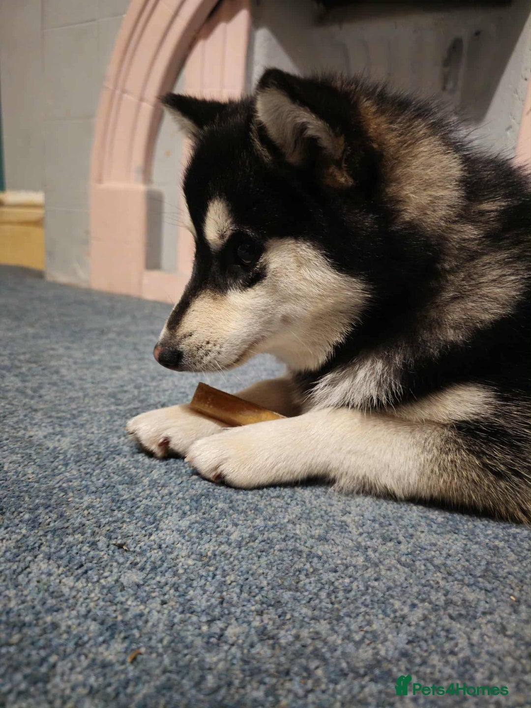 Pomsky dogs for sale: F4 tiny pomsky pups REDUCED need homes now - Advert 24