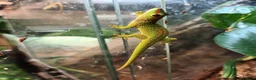 Gecko reptiles for sale: Giant Day Gecko - Advert 2