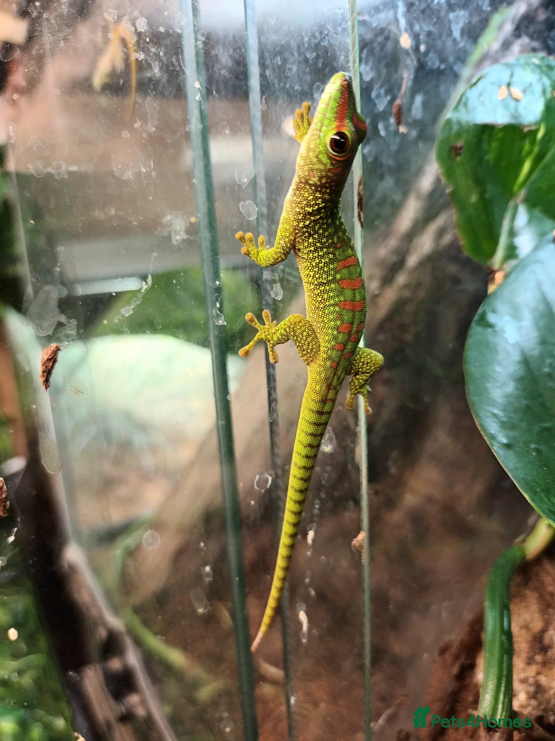 Gecko reptiles for sale: Giant Day Gecko - Advert 2