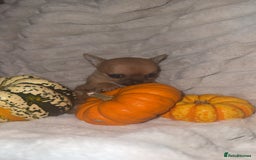 Chihuahua dogs for sale: 3 beautiful chihuahuas 2 girls 1 boy left  - Image 4