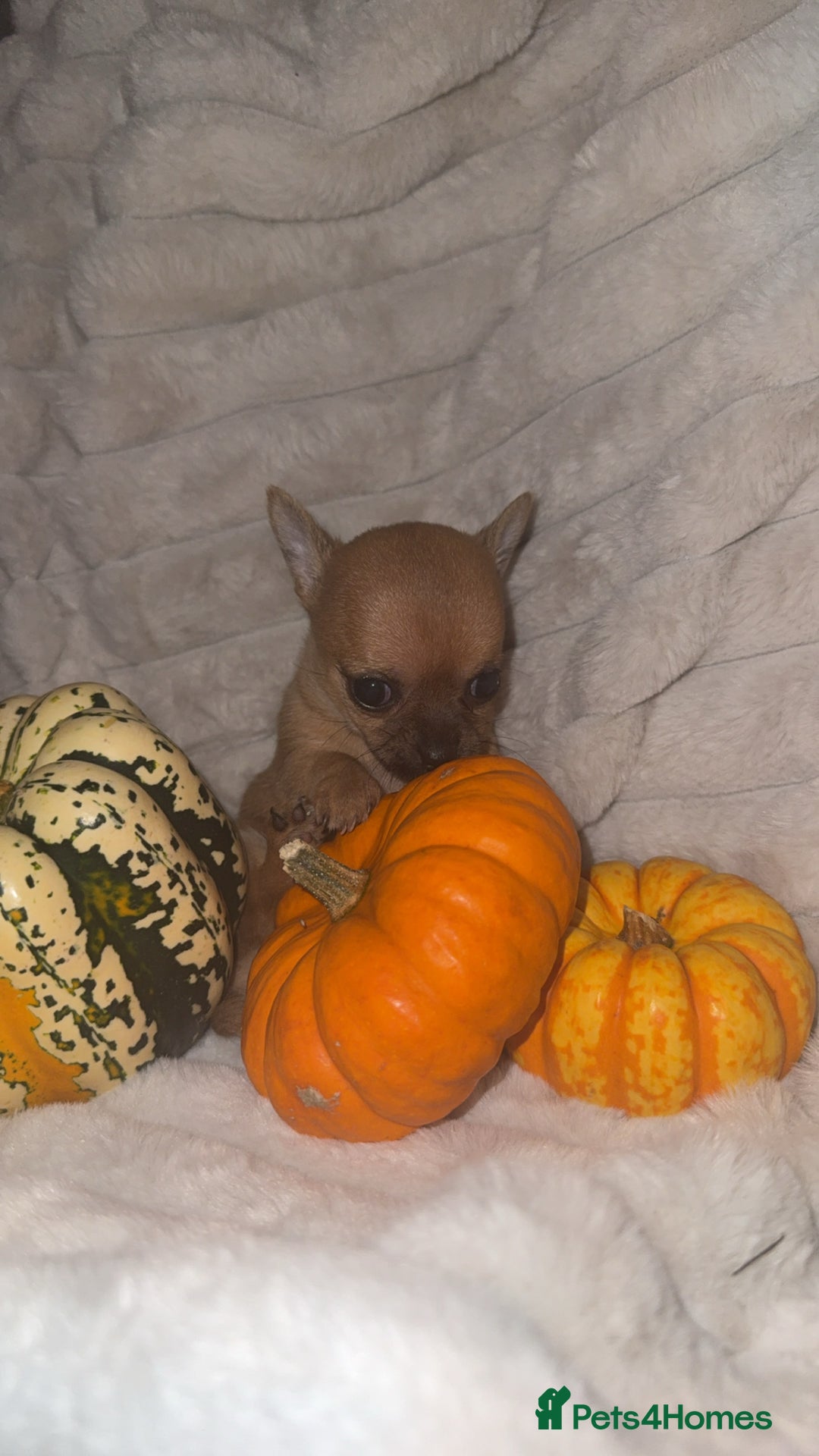 Chihuahua dogs for sale: 3 beautiful chihuahuas 2 girls 1 boy left  - Image 4