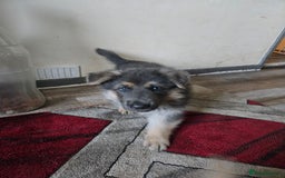 German Shepherd dogs for sale: Ready this Thur 17 July KCReg GSD 1 boy left £1300 in Kingussie - Image 12