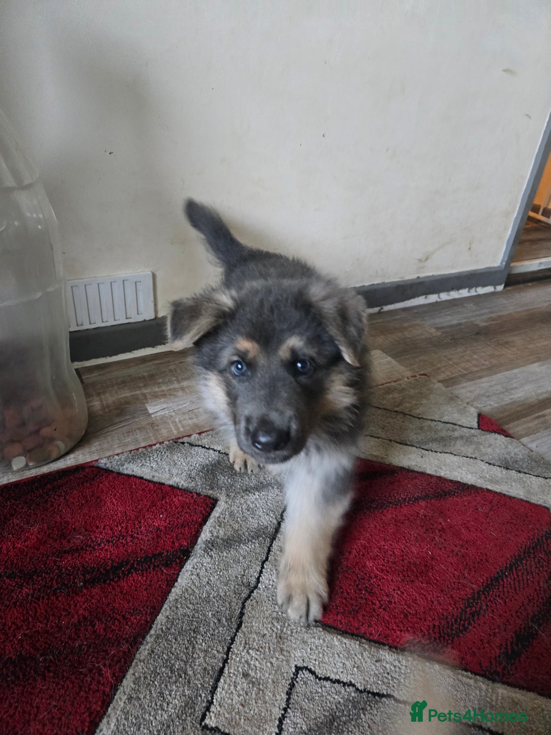 German Shepherd dogs for sale: Ready this Thur 17 July KCReg GSD 1 boy left £1300 in Kingussie - Image 12